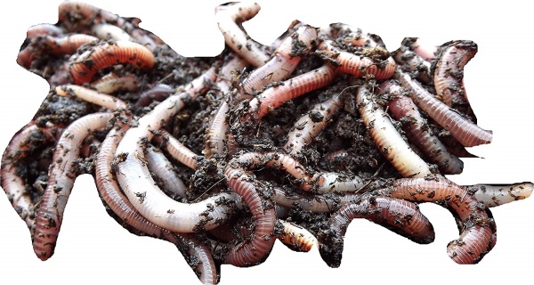 Dendrobaena Worms Small Pot